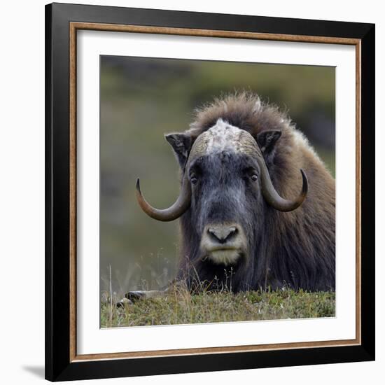 Musk Ox (Ovibos Moschatus) Portrait Whilst Resting, Nome, Alaska, USA, September-Loic Poidevin-Framed Photographic Print