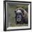 Musk Ox (Ovibos Moschatus) Portrait Whilst Resting, Nome, Alaska, USA, September-Loic Poidevin-Framed Photographic Print