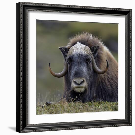 Musk Ox (Ovibos Moschatus) Portrait Whilst Resting, Nome, Alaska, USA, September-Loic Poidevin-Framed Photographic Print