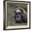 Musk Ox (Ovibos Moschatus) Portrait Whilst Resting, Nome, Alaska, USA, September-Loic Poidevin-Framed Photographic Print