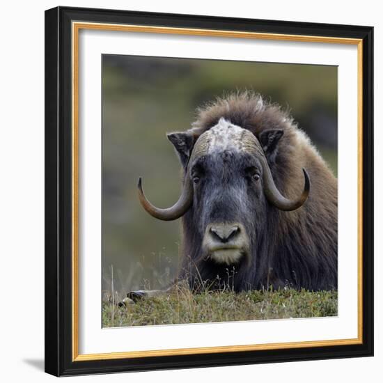 Musk Ox (Ovibos Moschatus) Portrait Whilst Resting, Nome, Alaska, USA, September-Loic Poidevin-Framed Photographic Print