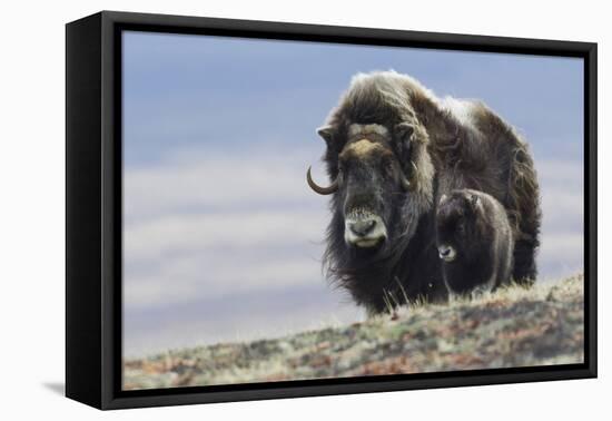 Musk Ox with Calf-Ken Archer-Framed Premier Image Canvas