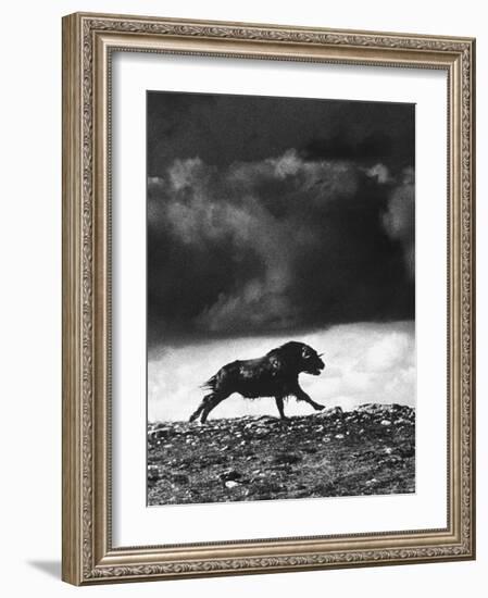 Musk Oxen Hunt in Arctic Tundra, Lone Musk Ox Running Widely from Hunters-Fritz Goro-Framed Photographic Print