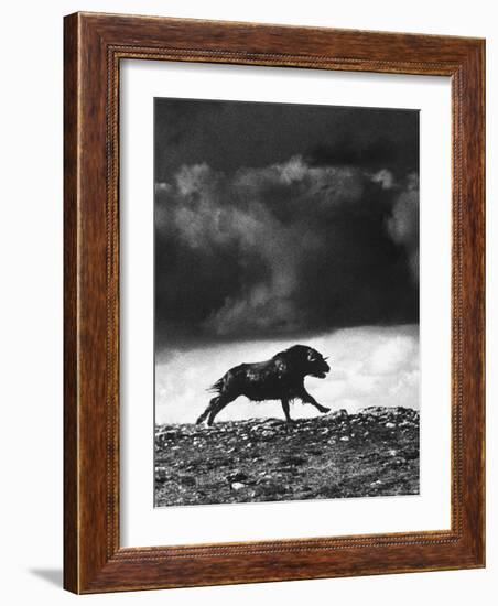 Musk Oxen Hunt in Arctic Tundra, Lone Musk Ox Running Widely from Hunters-Fritz Goro-Framed Photographic Print