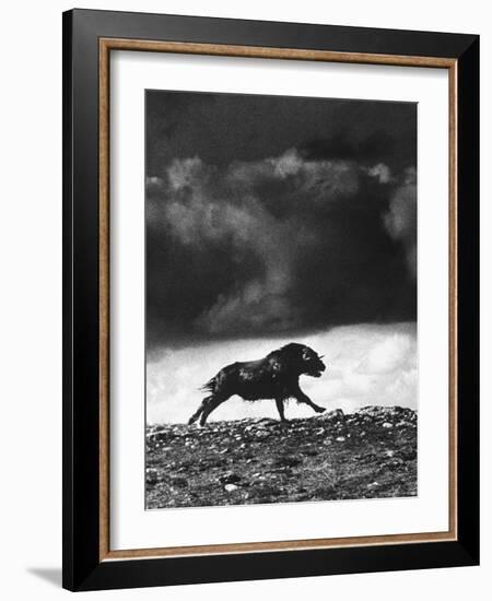 Musk Oxen Hunt in Arctic Tundra, Lone Musk Ox Running Widely from Hunters-Fritz Goro-Framed Photographic Print