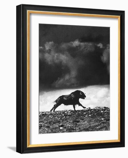 Musk Oxen Hunt in Arctic Tundra, Lone Musk Ox Running Widely from Hunters-Fritz Goro-Framed Photographic Print