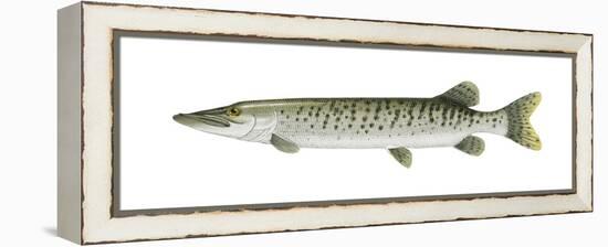 Muskellunge (Esox Masquinongy), Fishes-Encyclopaedia Britannica-Framed Stretched Canvas