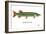 Muskellunge-Mark Frost-Framed Giclee Print