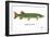 Muskellunge-Mark Frost-Framed Giclee Print