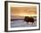 Muskox Bull Silhouetted at Sunset, North Slope of the Brooks Range, Alaska, USA-Steve Kazlowski-Framed Photographic Print