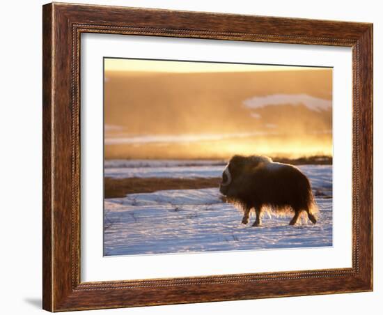 Muskox Bull Silhouetted at Sunset, North Slope of the Brooks Range, Alaska, USA-Steve Kazlowski-Framed Photographic Print