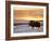 Muskox Bull Silhouetted at Sunset, North Slope of the Brooks Range, Alaska, USA-Steve Kazlowski-Framed Photographic Print