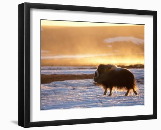 Muskox Bull Silhouetted at Sunset, North Slope of the Brooks Range, Alaska, USA-Steve Kazlowski-Framed Photographic Print