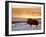 Muskox Bull Silhouetted at Sunset, North Slope of the Brooks Range, Alaska, USA-Steve Kazlowski-Framed Photographic Print