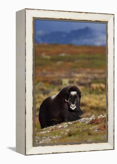 Muskox in tundra, Dovrefjell National Park, Norway-Staffan Widstrand-Framed Premier Image Canvas