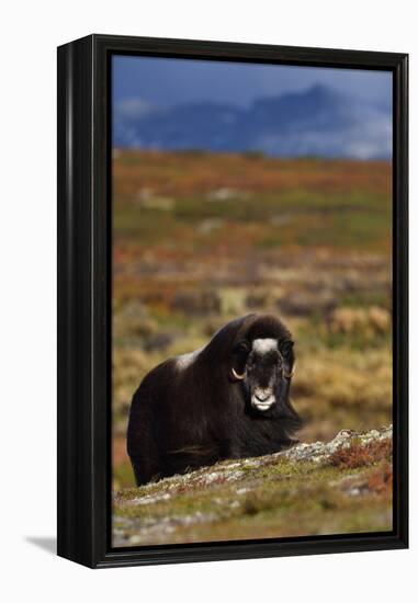 Muskox in tundra, Dovrefjell National Park, Norway-Staffan Widstrand-Framed Premier Image Canvas