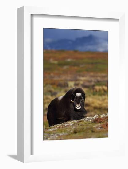 Muskox in tundra, Dovrefjell National Park, Norway-Staffan Widstrand-Framed Photographic Print