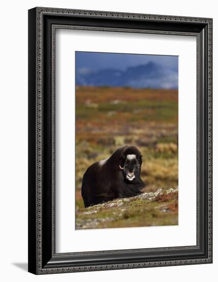 Muskox in tundra, Dovrefjell National Park, Norway-Staffan Widstrand-Framed Photographic Print