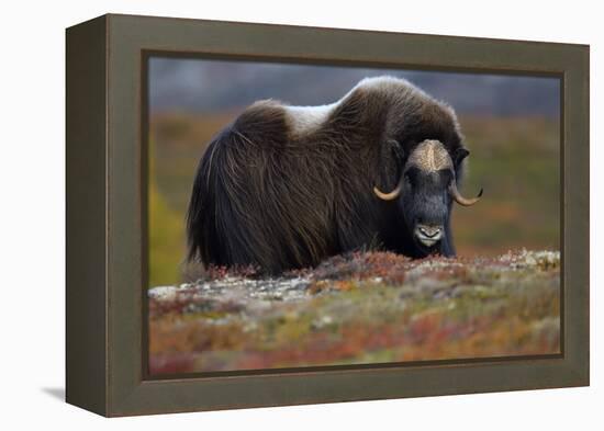 Muskox, male portrait, Dovrefjell National Park, Norway-Staffan Widstrand-Framed Premier Image Canvas