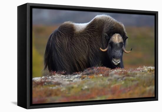 Muskox, male portrait, Dovrefjell National Park, Norway-Staffan Widstrand-Framed Premier Image Canvas