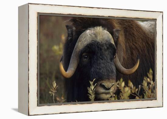 Muskox (Ovibos Moschatus) Feeding on Willows. North Slope, Alaska. September-Gerrit Vyn-Framed Premier Image Canvas