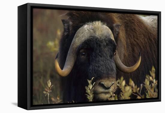 Muskox (Ovibos Moschatus) Feeding on Willows. North Slope, Alaska. September-Gerrit Vyn-Framed Premier Image Canvas