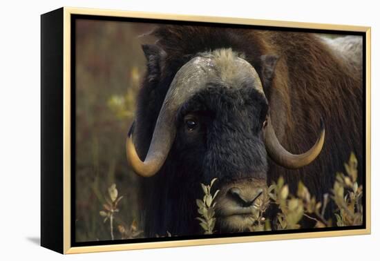 Muskox (Ovibos Moschatus) Feeding on Willows. North Slope, Alaska. September-Gerrit Vyn-Framed Premier Image Canvas