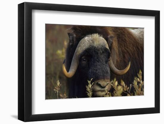 Muskox (Ovibos Moschatus) Feeding on Willows. North Slope, Alaska. September-Gerrit Vyn-Framed Photographic Print