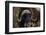 Muskox (Ovibos Moschatus) Feeding on Willows. North Slope, Alaska. September-Gerrit Vyn-Framed Photographic Print