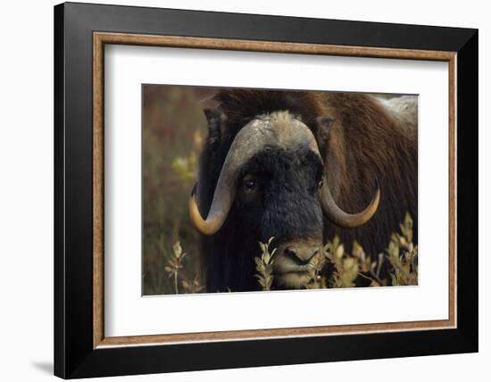 Muskox (Ovibos Moschatus) Feeding on Willows. North Slope, Alaska. September-Gerrit Vyn-Framed Photographic Print