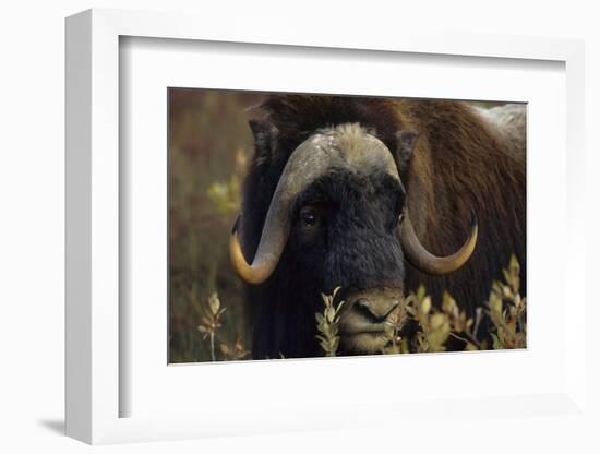 Muskox (Ovibos Moschatus) Feeding on Willows. North Slope, Alaska. September-Gerrit Vyn-Framed Photographic Print