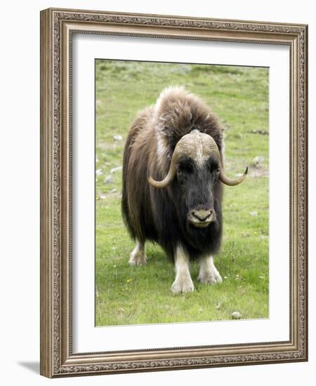 Muskox-Bob Gibbons-Framed Photographic Print