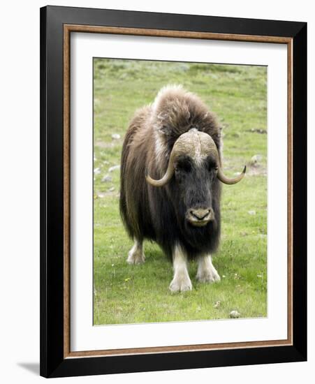 Muskox-Bob Gibbons-Framed Photographic Print