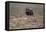 Muskox-Art Wolfe-Framed Premier Image Canvas