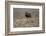 Muskox-Art Wolfe-Framed Photographic Print