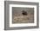 Muskox-Art Wolfe-Framed Photographic Print