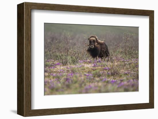 Muskox-Art Wolfe-Framed Photographic Print