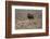 Muskox-Art Wolfe-Framed Photographic Print