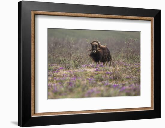 Muskox-Art Wolfe-Framed Photographic Print