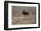 Muskox-Art Wolfe-Framed Photographic Print