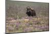 Muskox-Art Wolfe-Mounted Photographic Print