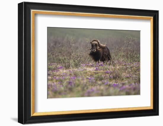 Muskox-Art Wolfe-Framed Photographic Print