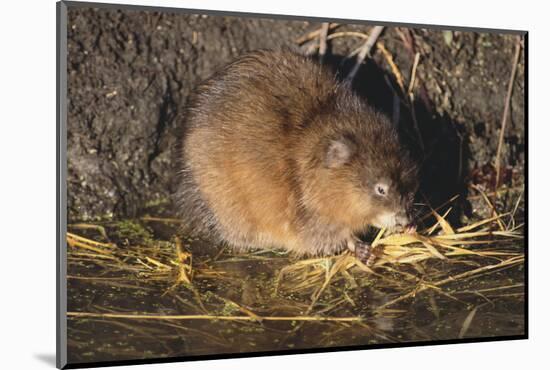 Muskrat Eating Grass-DLILLC-Mounted Photographic Print