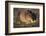 Muskrat Eating Grass-DLILLC-Framed Photographic Print