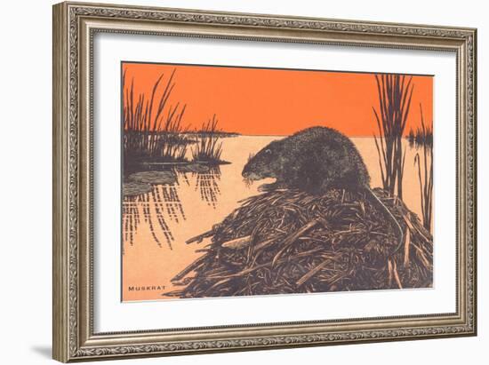 Muskrat on Dam-null-Framed Art Print