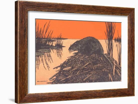 Muskrat on Dam-null-Framed Art Print