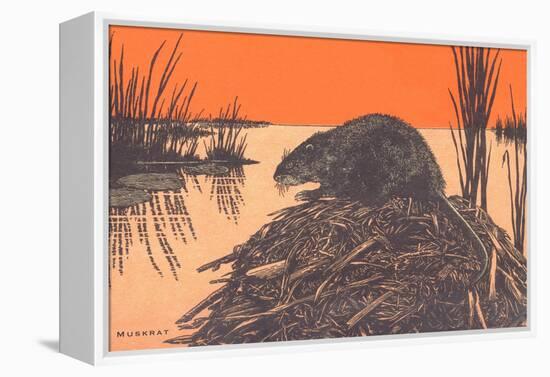 Muskrat on Dam-null-Framed Stretched Canvas