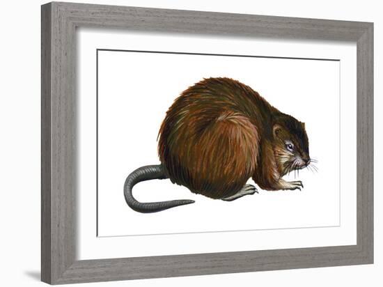 Muskrat (Ondatra Zibethica), Mammals-Encyclopaedia Britannica-Framed Art Print