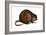 Muskrat (Ondatra Zibethica), Mammals-Encyclopaedia Britannica-Framed Art Print