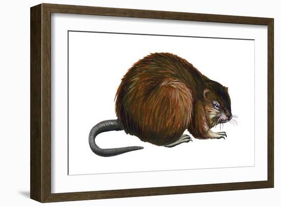 Muskrat (Ondatra Zibethica), Mammals-Encyclopaedia Britannica-Framed Art Print